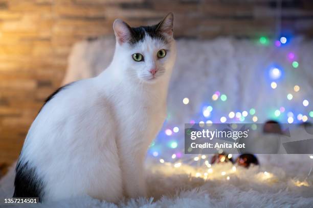 preparations for christmas - the cat got the christmas tree lights mixed up. - mixed breed cat stock pictures, royalty-free photos & images