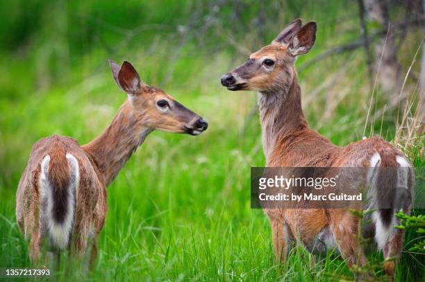 white-tailed deer (odocoileus virginianus), st. andrew's by the sea, new brunswick, canada - doe stock pictures, royalty-free photos & images