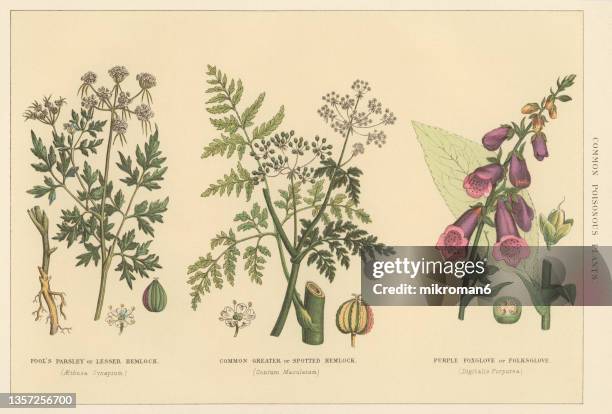 old chromolithograph illustration of poisonous plants - poison hemlock stock pictures, royalty-free photos & images