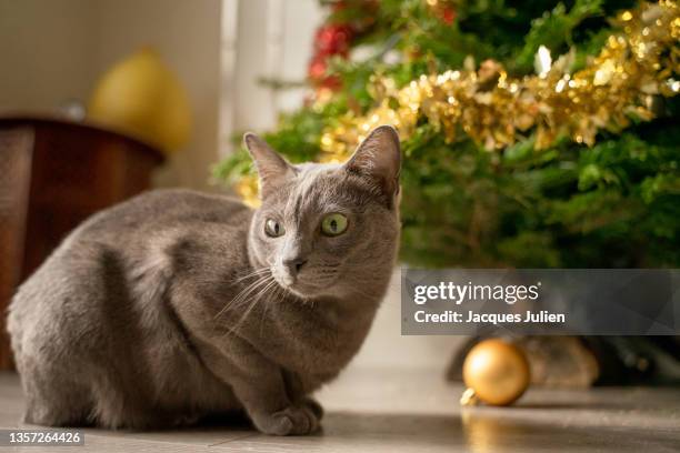 christmas cat - burmese cat fotografías e imágenes de stock