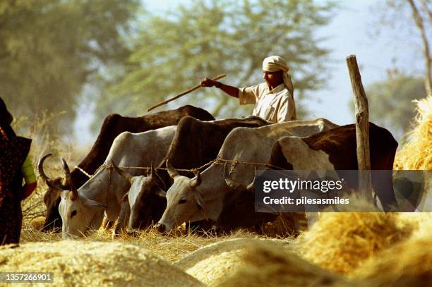 tribal farm worker drives cattle to thresh wheat, near chhindwara, madhya pradesh, india - madhya pradesh farmers stock pictures, royalty-free photos & images