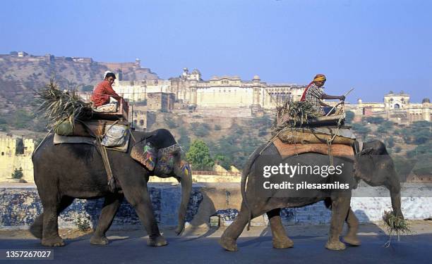 elefantes e mahouts em frente ao forte âmbar, jaipur, rajastão, índia. - amber fort - fotografias e filmes do acervo