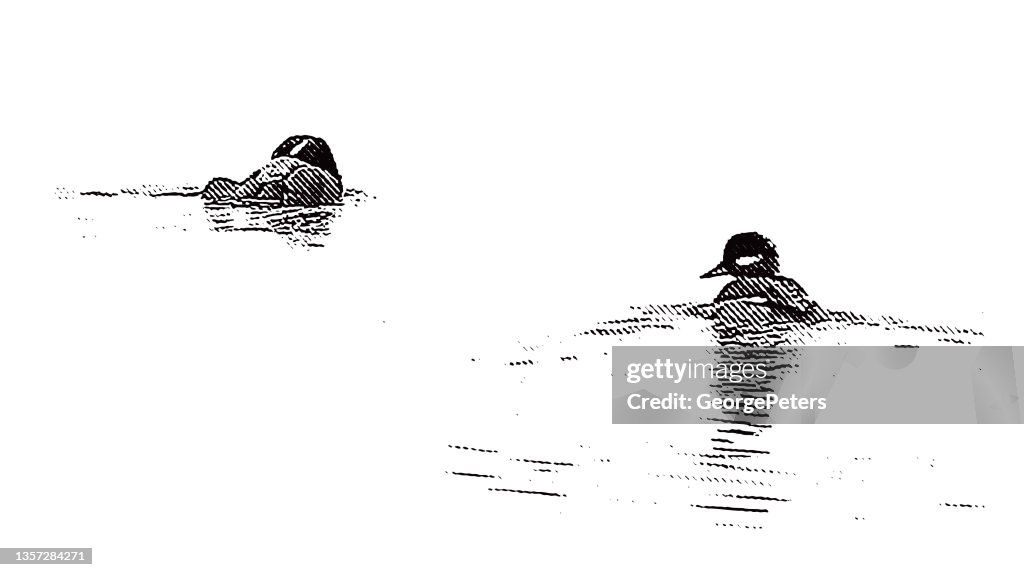 Bufflehead ducks swimming