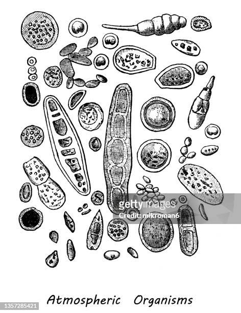 old engraved illustration of atmospheric organism (bacterial genera) - virus organism stockfoto's en -beelden