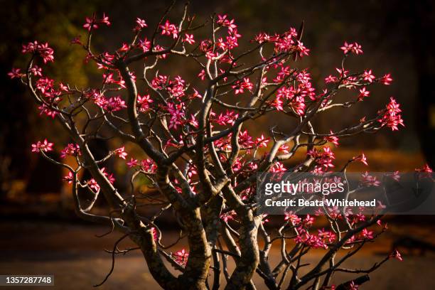 impala lily (adenium multiflorum) - kruger national park south africa stock pictures, royalty-free photos & images