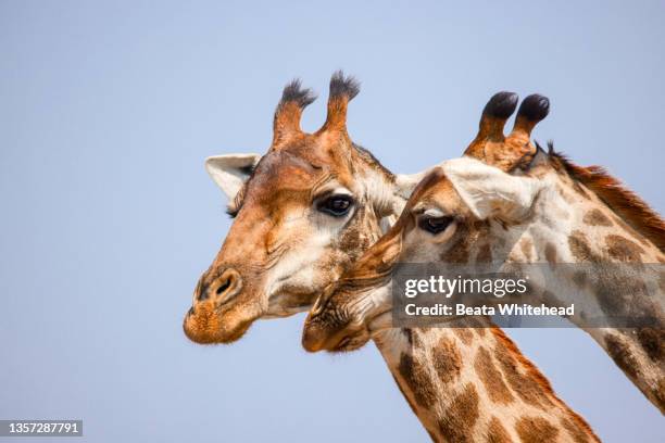 south african giraffe (giraffa camelopardalis giraffa) - サウスアフリカキリン ストックフォトと画像