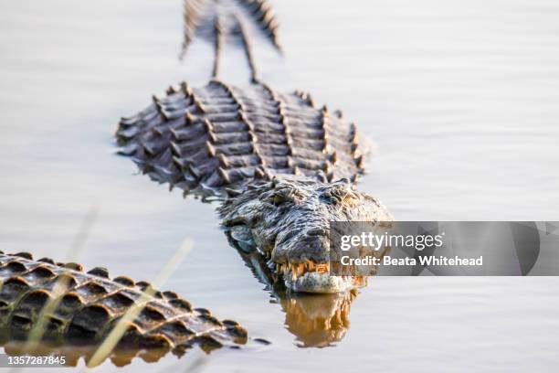 nile crocodile (crocodylus niloticus) - crocodile stock pictures, royalty-free photos & images