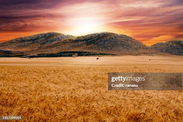 golden field wheat - kansas landscape stock pictures, royalty-free photos & images