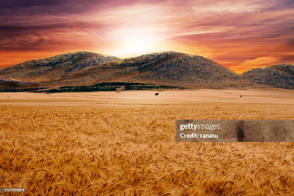 Golden field wheat