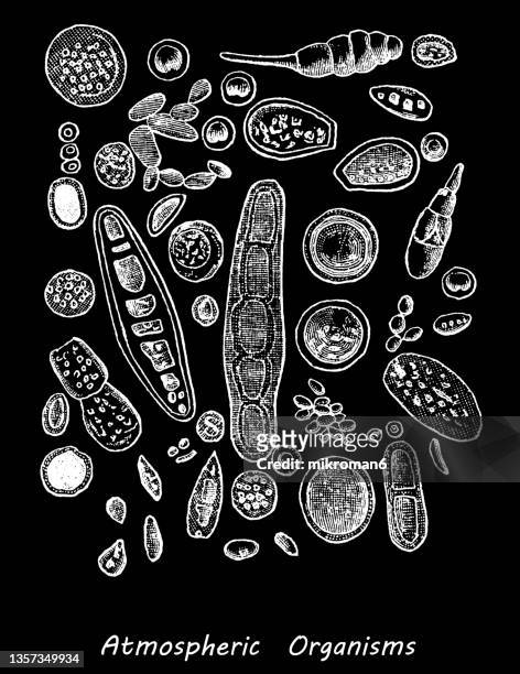 old engraved illustration of atmospheric organism (bacterial genera) - virus organism stock-fotos und bilder