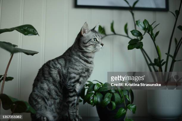 a cat sitting on a black cabinet by three potted green plants - korthaarkat stockfoto's en -beelden