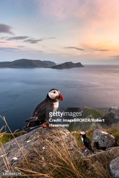 puffin (fratercula arctica) standing on rock, runde island, norway - papageitaucher stock-fotos und bilder