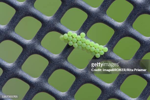 green shield bug (palomena prasina), eggs on chair back, germany - rita wilden stock-fotos und bilder