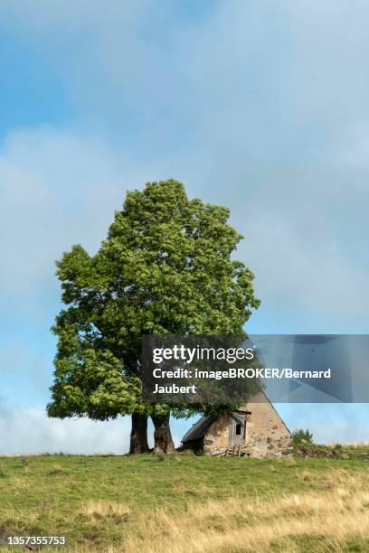 old farm on cezallier plateau in the auvergne volcanoes regional natural park, puy de dome department, auvergne-rhone-alpes, france - auvergne stock-fotos und bilder