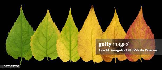 white wood aster (eurybia divaricata) (aster divaricatus), leaf with autumn colouring, picture panel, germany - white wood aster stock pictures, royalty-free photos & images