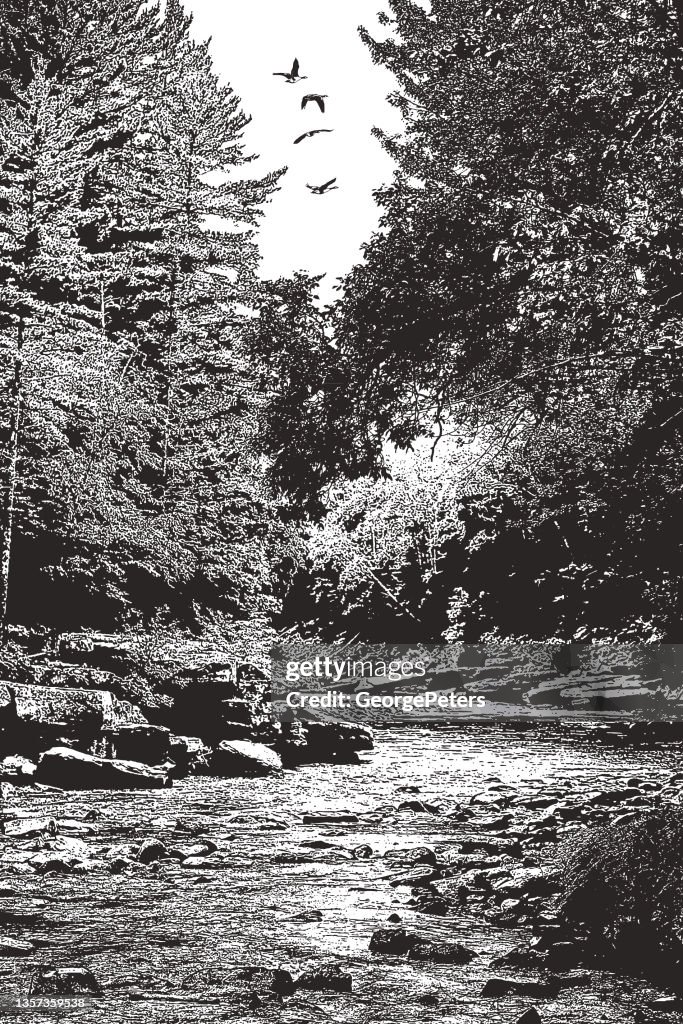 Wilderness river and rapids