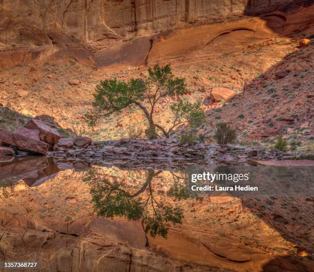 lake powell reflections - glen canyon stock pictures, royalty-free photos & images