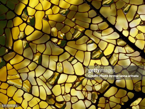 fan coral abstract with a gold-coloured fish in the background - fish scale pattern stock-fotos und bilder