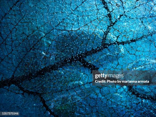 fan coral abstract in blue - ecosystem abstract stock pictures, royalty-free photos & images