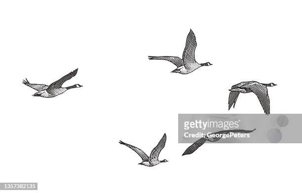 illustrations, cliparts, dessins animés et icônes de bernaches du canada volant en formation v - oie oiseau des rivières