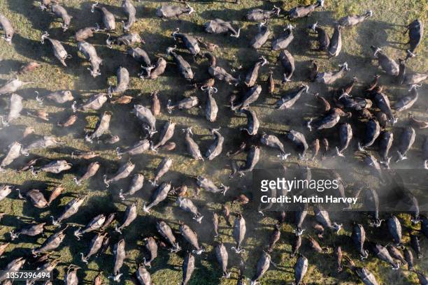 straight down aerial view of a large herd of buffalo in the okavango delta, botswana - okavango delta stock pictures, royalty-free photos & images