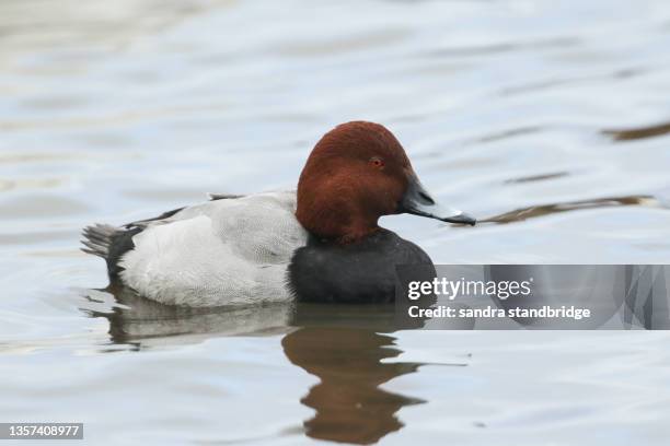 a male pochard, aythya ferina, swimming on a lake. - aythyinae stock pictures, royalty-free photos & images