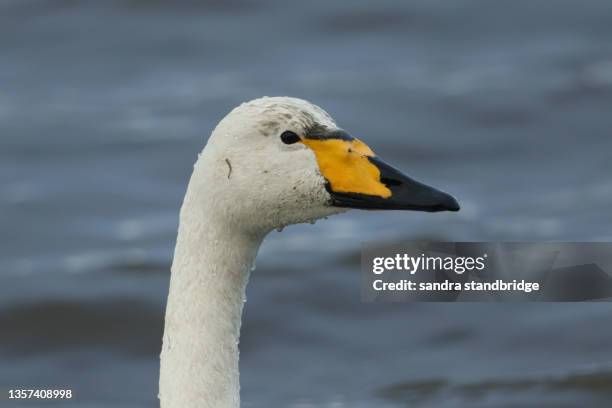 a head shot of a whooper swan, cygnus cygnus, swimming on a lake feeding. - whooper swan stock-fotos und bilder