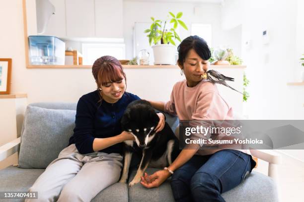 mother and daughter relaxing with their pets in the living room of their home. - shiba inu adult stock pictures, royalty-free photos & images