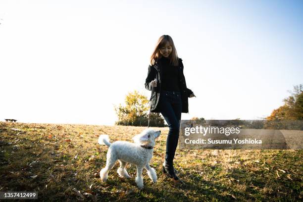 a young woman walking with her dog in a park in autumn. - black poodle stockfoto's en -beelden