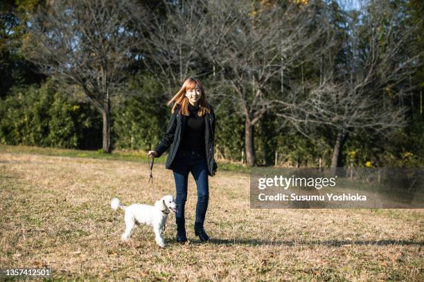 a young woman walking with her dog in a park in autumn. - black poodle stockfoto's en -beelden