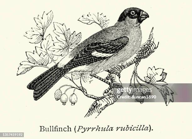 vintage illustration bullfinch, pyrrhula rubicilla, birds, wildlife - woodcut stock illustrations