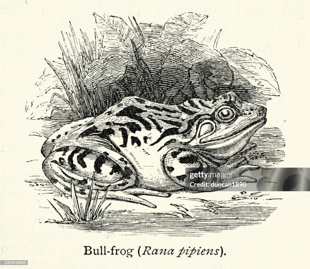 Northern leopard frog Rana pipiens