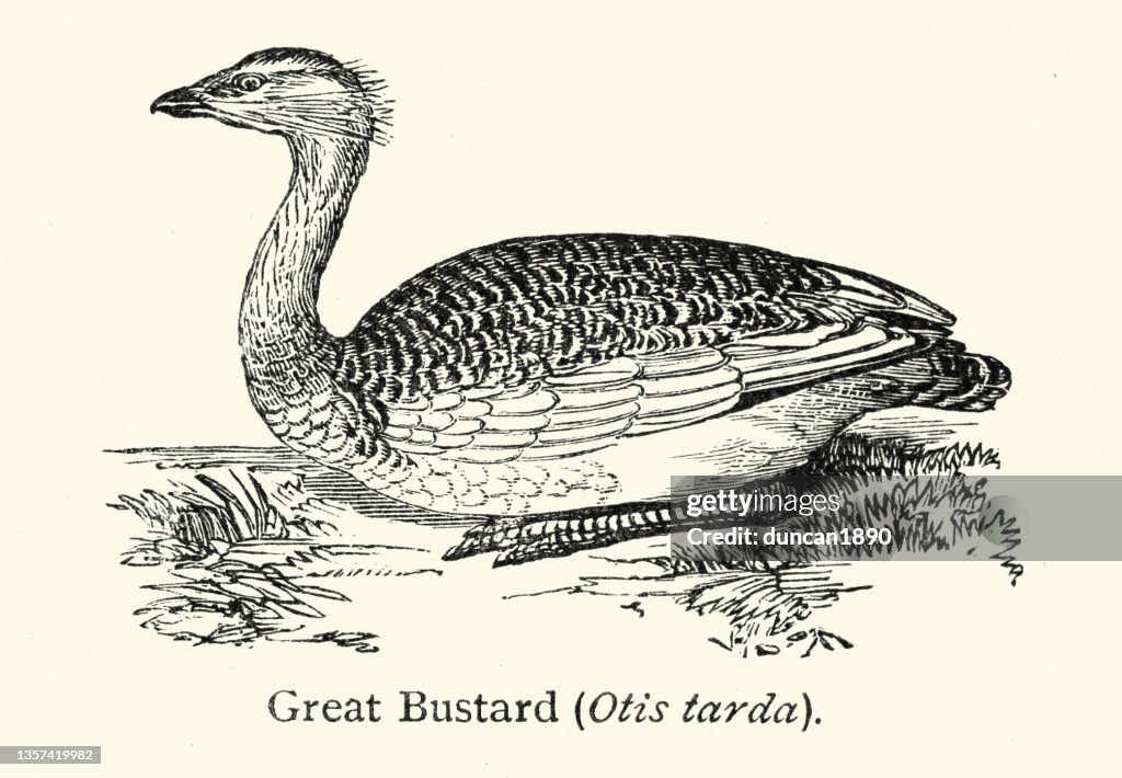 Great bustard, Otis tarda a bird in the bustard family, the only member of the genus Otis