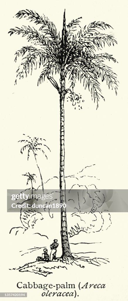 Cabbage palm tree, Areca oleracea