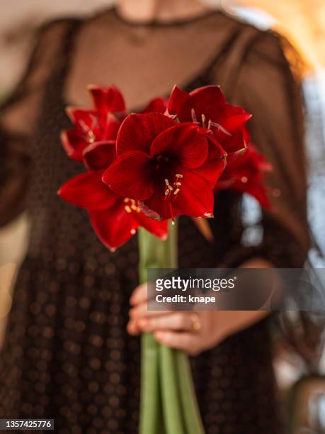 woman holding amaryllis infront of her christmas flowers - amaryllis stock pictures, royalty-free photos & images