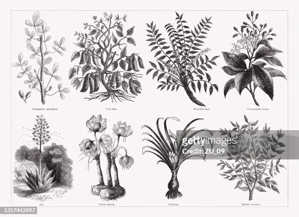 bildbanksillustrationer, clip art samt tecknat material och ikoner med useful and medicinal plants, wood engravings, published in 1862 - olibanum