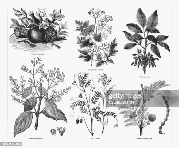 ilustraciones, imágenes clip art, dibujos animados e iconos de stock de plantas útiles y medicinales, grabados en madera, publicado en 1862 - acacia tree