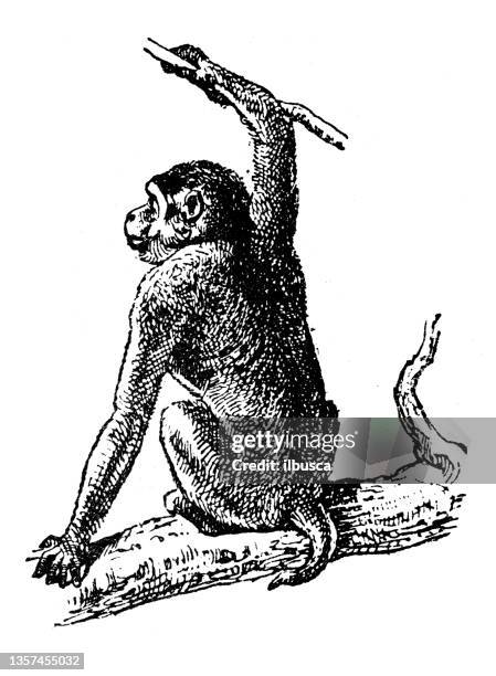 antique illustration: macaque - macaque stock illustrations
