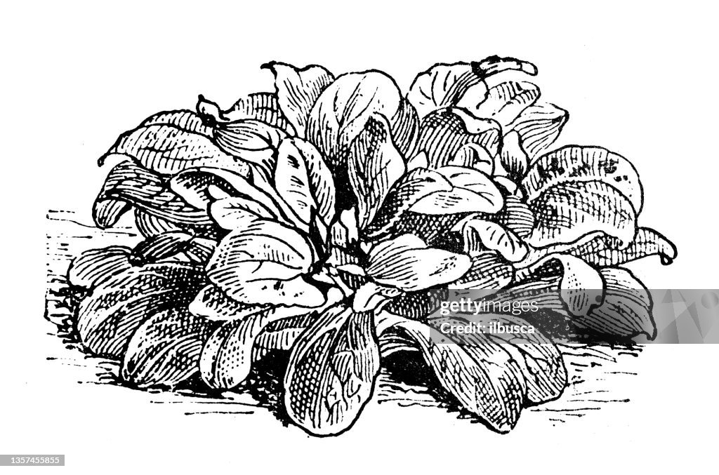 Antique illustration: Lamb's lettuce
