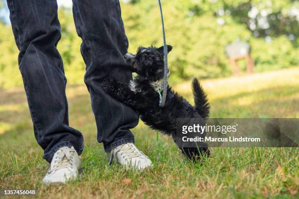 young puppy biting the pants of the owner - black trousers stockfoto's en -beelden