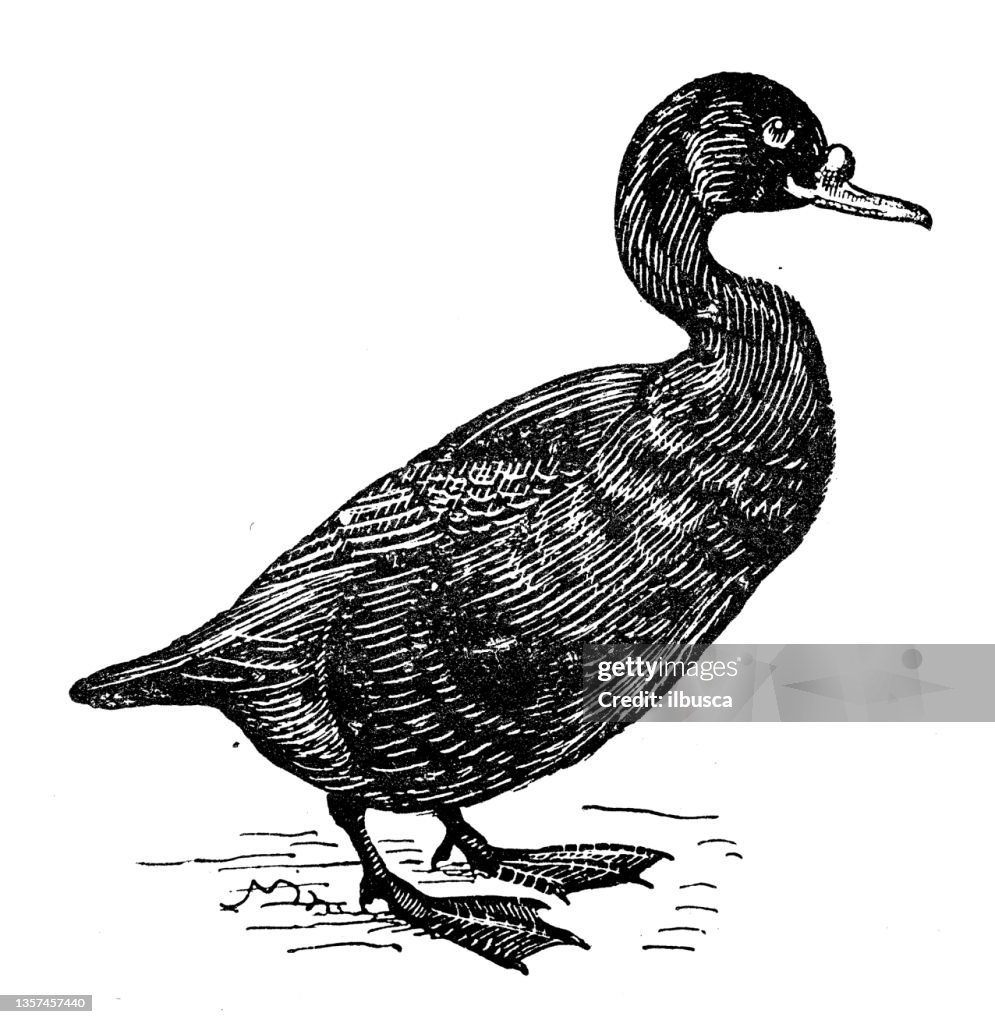Antique illustration: Scoter duck