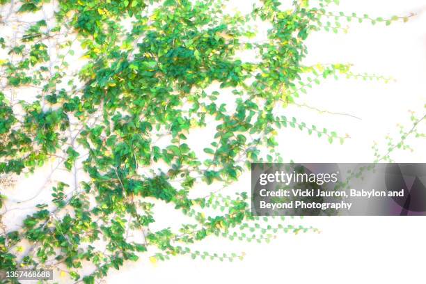 beautiful green vines clinging to white wall in scottsdale, arizona - ground ivy imagens e fotografias de stock