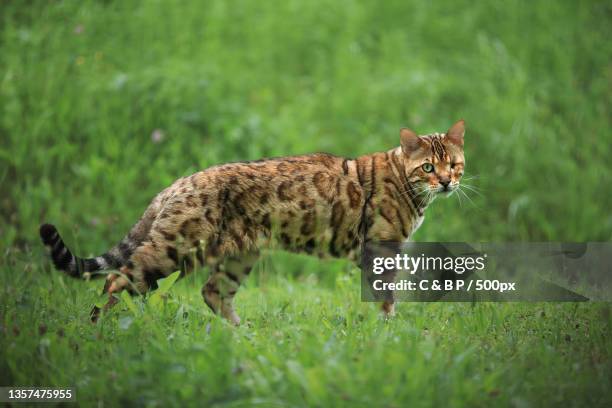 kmpfer,side view of tiger walking on grassy field,linz,austria - gato bengala fotografías e imágenes de stock