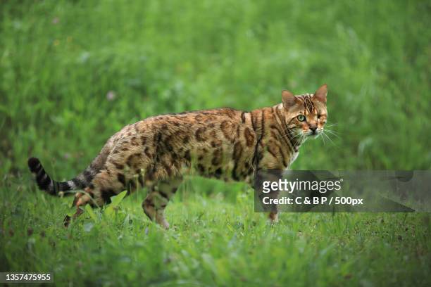 kmpfer,side view of tiger walking on grassy field,linz,austria - bengal cat stock pictures, royalty-free photos & images