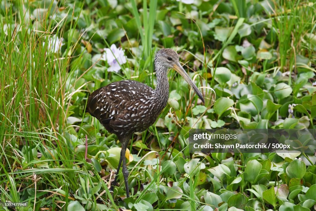 Limpkin Searching for Snails,Female mallard duck
