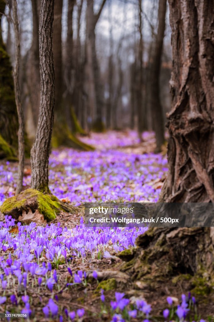 Springtime in the woods,Close-up of purple flowering plants on field