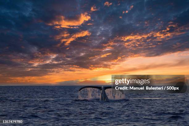 playing chicken with a humpback,scenic view of sea against sky during sunset,lahaina,hawaii,united states,usa - images of whale underwater stock pictures, royalty-free photos & images