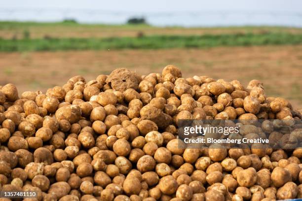 potato harvest - potato harvest imagens e fotografias de stock