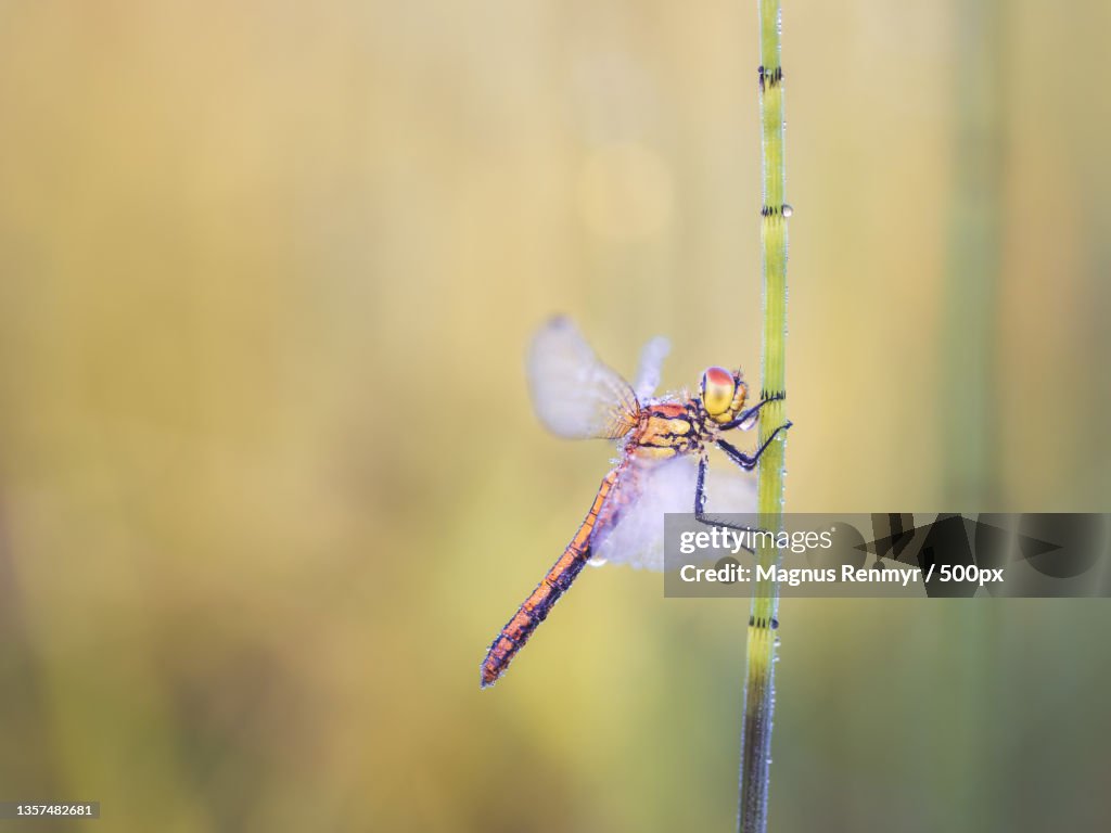 Yellow-winged darter Sympetrum Flaveolum,Close-up of dragonfly on plant,Sweden