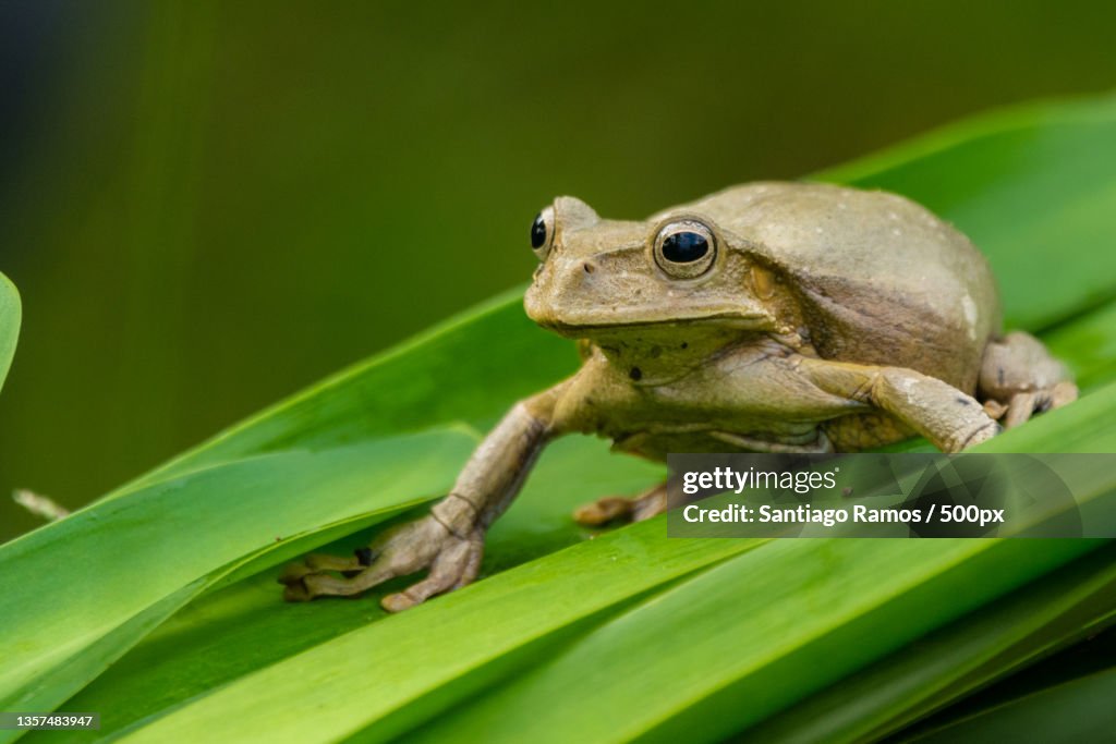 Niceforos marsupial frog,Close-up of frog on leaf,Manizales,Caldas,Colombia